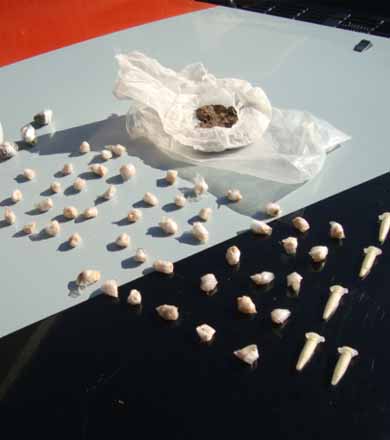 Drogas são encontradas por cão da PM em terreno baldio de Assis