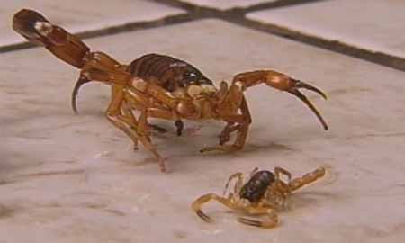Ataques de escorpiões deixam moradores preocupados em Palmital