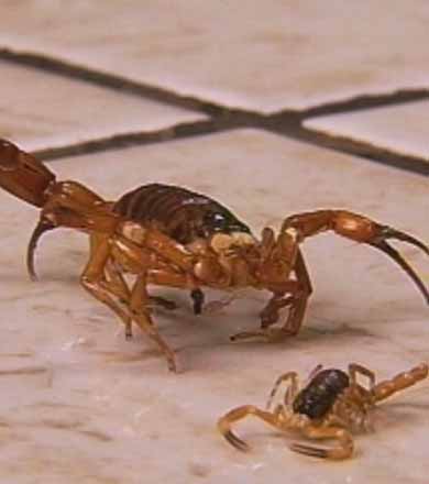 Ataques de escorpiões deixam moradores preocupados em Palmital