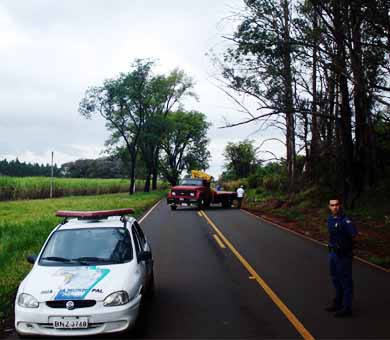 Guarda Civil interdita estrada da Roseta para remoção de árvores