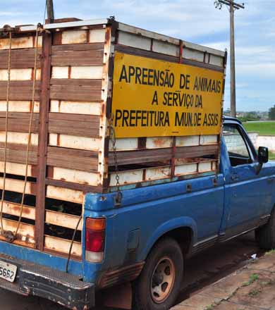 Fiscalização é intensificada e animais abandonados serão recolhidos pela prefeitura