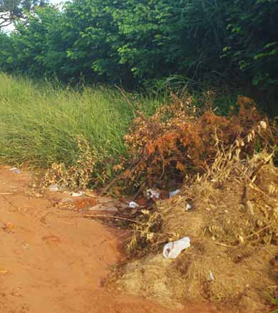 Moradores continuam podando árvores sem autorização e descartando irregularmente