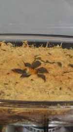 Escondidinho de atum e arroz integral
