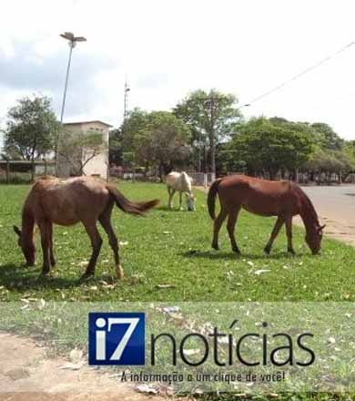 Paraguaçu terá sistema de apreensão de animais soltos pelas ruas