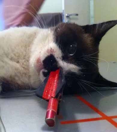 Cirurgia retira flecha de 30 cm atravessada em cabeça de gato