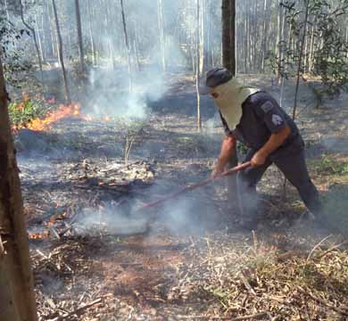 Corpo de Bombeiros controla incêndio em plantação de eucalipto próximo a entrada de Paraguaçu