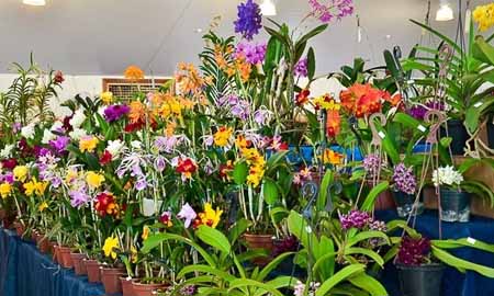 Exposição reúne colecionadores, admiradores e cultivadores de orquídeas em Assis