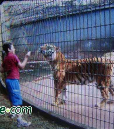 Menino de 11 anos atacado por tigre em zoológico no Paraná tem braço amputado