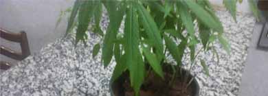 Durante procura por assaltantes, PM apreende planta semelhante ao pé de maconha e munições