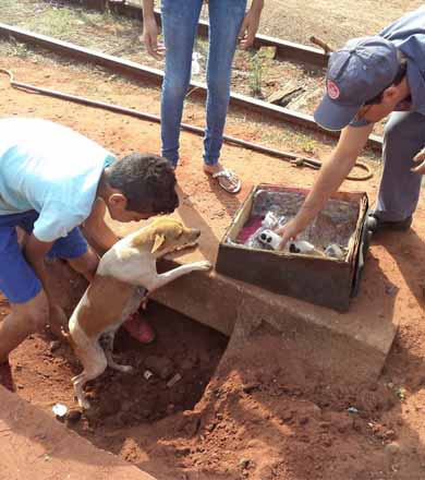 Bombeiros resgatam cachorra com filhotes de dentro de bueiro em Paraguaçu Paulista