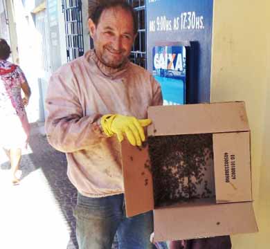 Enxame de abelhas assusta comerciantes e pedestres no centro de Paraguaçu Paulista