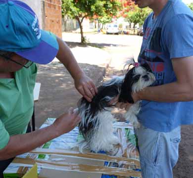 Vacinação contra a raiva em Paraguaçu segue até o dia 30 de outubro