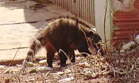 Invasão de quatis assusta moradores em Palmital