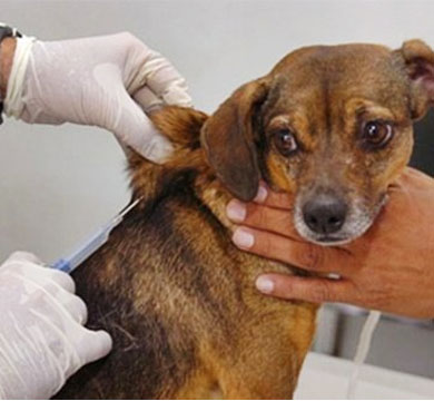 Quase 10 mil animais deverão ser vacinados contra a raiva em Paraguaçu Paulista