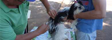 Cães e Gatos podem ser vacinados contra a raiva até esta quinta-feira em Paraguaçu