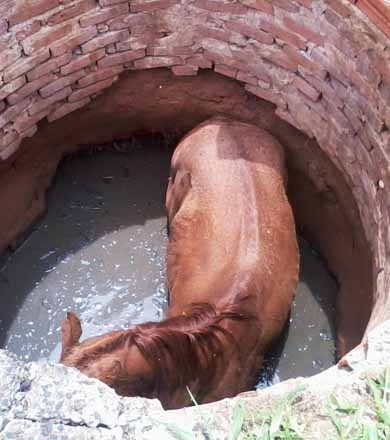 Cavalo cai em fossa e é resgatado pelos bombeiros em Paraguaçu