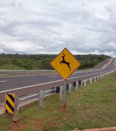 Corredor Raposo Tavares integra projeto nacional para evitar atropelamento de animais silvestres