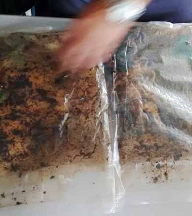 Estrangeiro é preso com mais de 1 kg de droga considerada mais perigosa que o crack