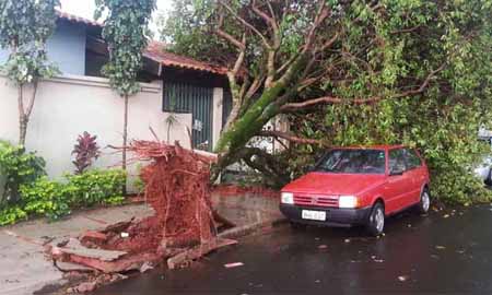 Chuva de 30 minutos causa estragos e derruba árvores em Assis