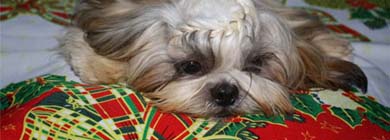 Cachorra de estimação de criança está desaparecida