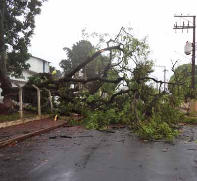 Árvore  de grande porte cai e interdita rua no centro de Paraguaçu