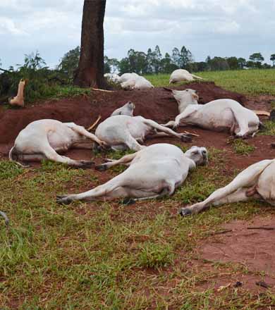 Raio cai em sítio e mata 24 cabeças de gado em Paraguaçu Paulista