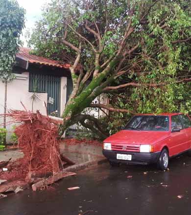 Chuva de 30 minutos causa estragos e derruba árvores em Assis