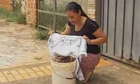 Mulher aproveita mel de enxame de abelhas que atacaram idosa em Assis