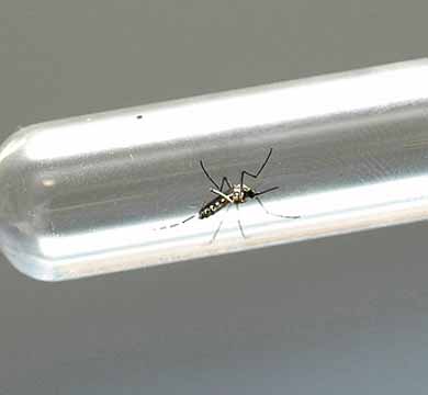 Dengue já matou cinco pessoas este ano no interior de São Paulo
