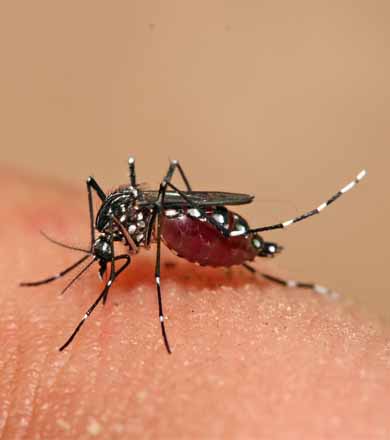 Média de 20 notificações de dengue por dia preocupa e sociedade será mobilizada