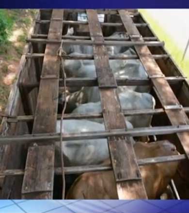 Animal morre por desidratação em caminhão abandonado com 20 bois em Marília