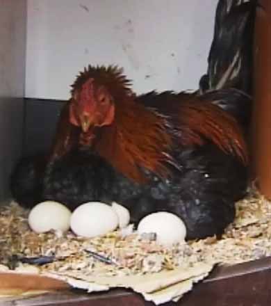 Galo age como fêmea e choca seis ovos em Assis