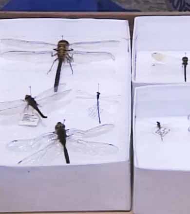 ONG aposta em libélulas contra a dengue em Paraguaçu Paulista