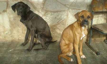 Homem é multado em R$ 6 mil por manter cães sem comida em Tupã