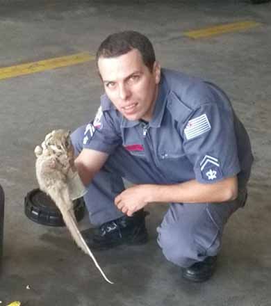 Animal ameaçado de extinção é encontrado na zona urbana de Paraguaçu