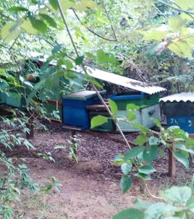 Colmeias furtadas de apicultor paraguaçuense são encontradas em assentamento