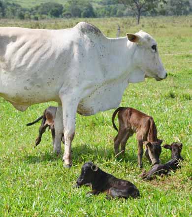 Vaca dá à luz quadrigêmeos em Paraguaçu Paulista