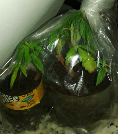 Vasos com pés de maconha são apreendidos em residência na Vila Marim