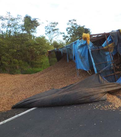 Caminhão carregado com amendoim tomba em trevo