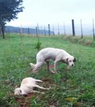 Morador registra cão há dois dias ao lado de 'amigo' que morreu atropelado