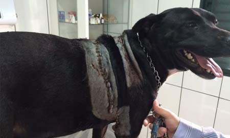 Cachorro é atacado com golpes de facão no pescoço e tórax em Assis