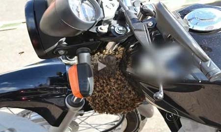 Abelhas se alojam em motocicleta e assustam moradores em Tupã