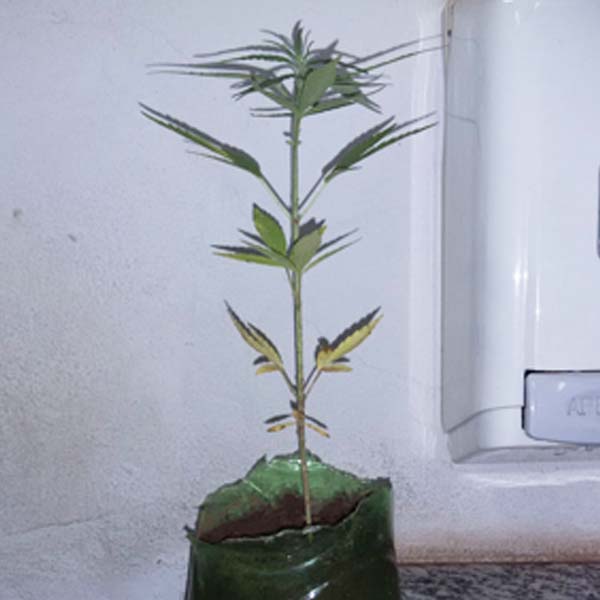 PM encontra pé de maconha em casa na Barra Funda e leva dois para a cadeia