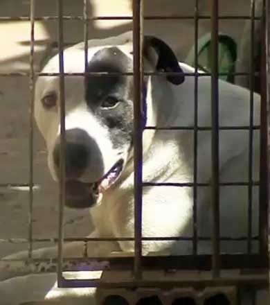 Menino de dois anos é atacado por cachorro pit bull em Marília