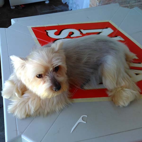 Está desaparecida uma cachorrinha da raça Yorkshire.