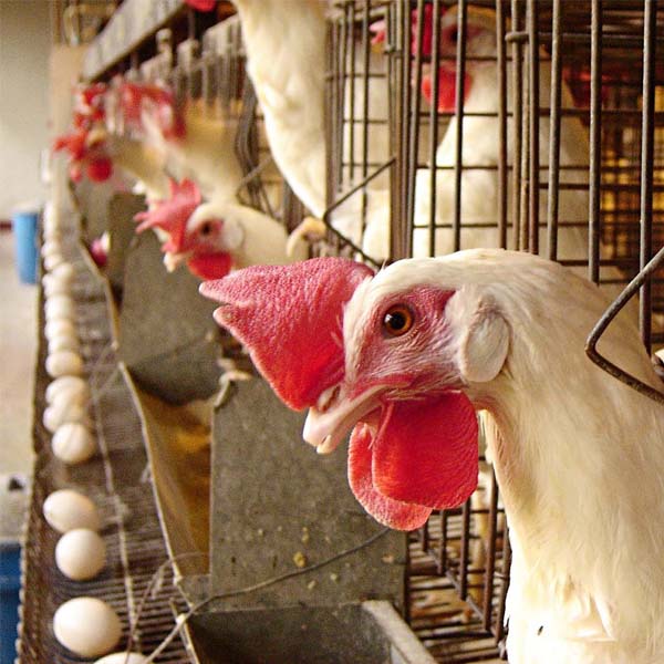 Município de Bastos (SP) tem maior efetivo de aves do Brasil, diz IBGE
