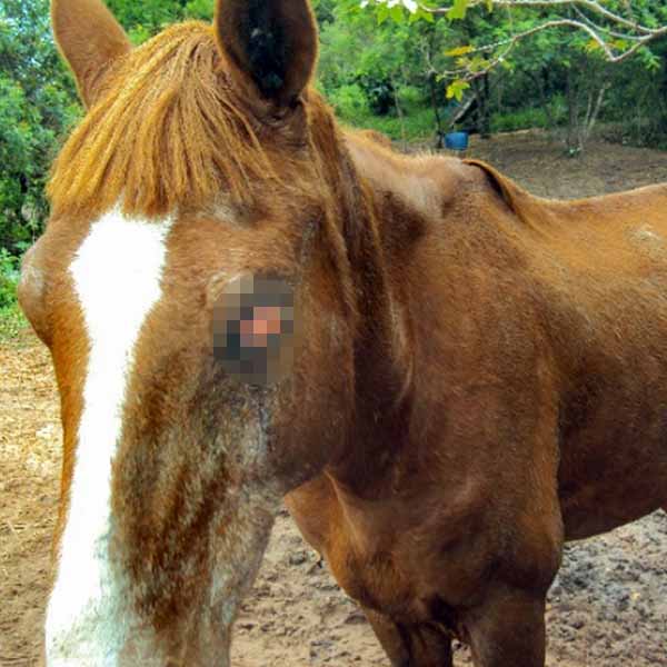 Ambiental flagra maus tratos a cavalo cego em Marília