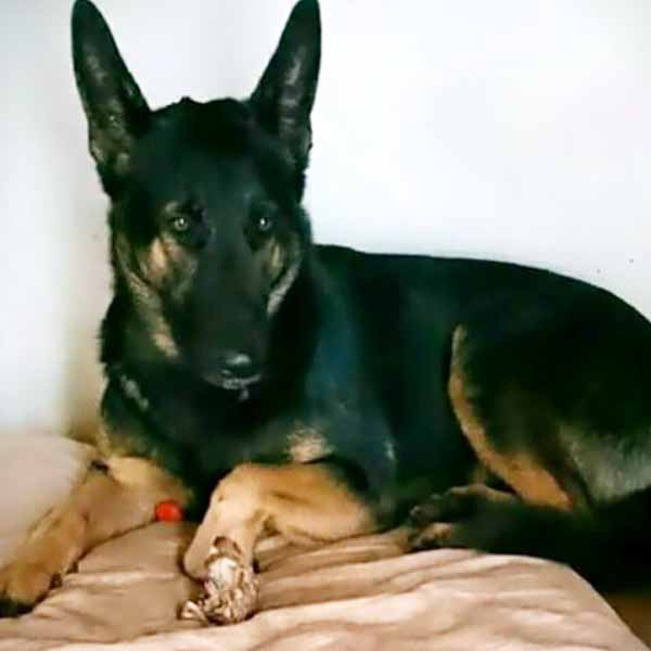 Cão Pastor Alemão está desaparecido desde o feriado