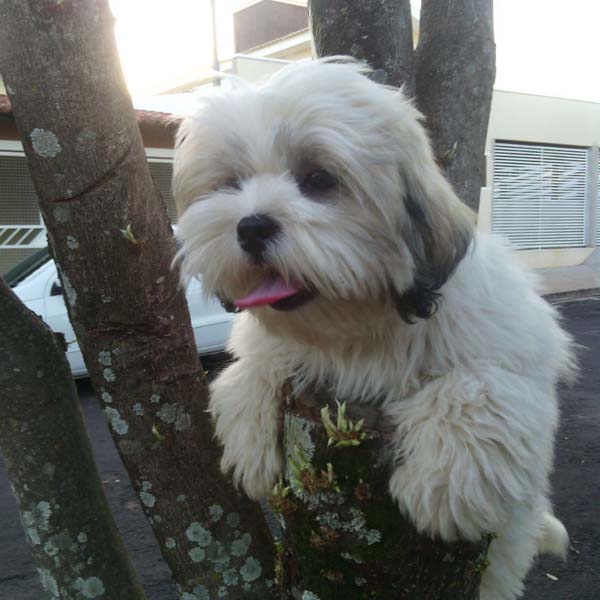 Proprietários pagam recompensa para quem encontrar cão desaparecido em Paraguaçu