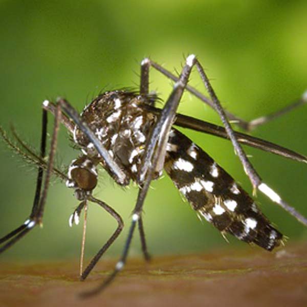 Por que o mosquito Aedes aegypti transmite tantas doenças?